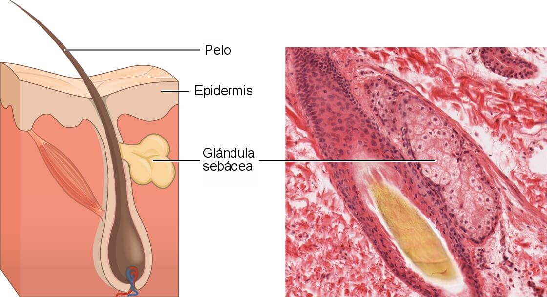 glandula sebacea